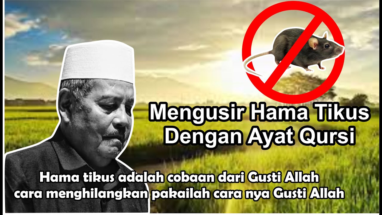 Cara Ampuh Mengusir Tikus dalam Islam